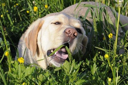 Varför äter hunden gräs? Hjälp, min hund äter gräs.