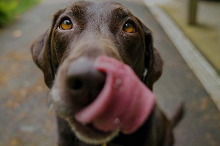 Dålig andedräkt hos hund – vad beror det på?