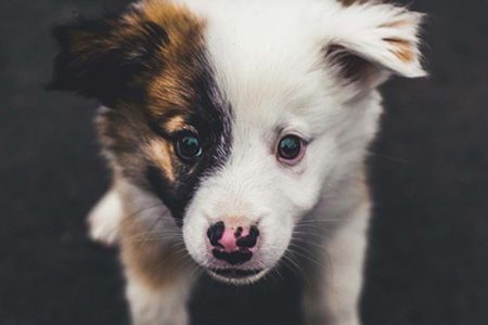 Avmaskning hund och vaccination hund – viktiga råd
