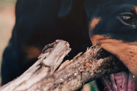 Valpresan – nyhetsbrevet för nyblivna hundägare
