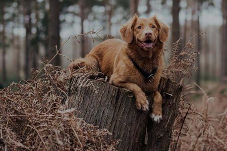 Jaga med hund -tips, råd & hundfoder till jakthundar