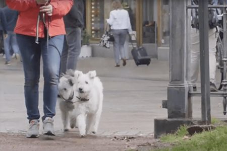 Två hundar som går på promenad i stan
