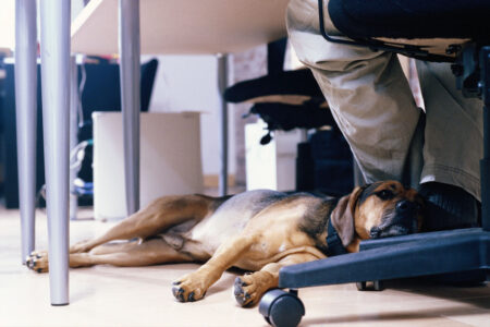 Hund vilar på kontor