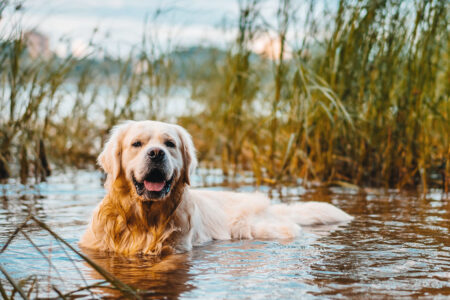 Hund badar i sjö omgiven av vass