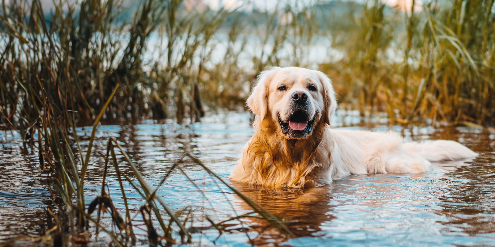 Hund badar i sjö omgiven av vass