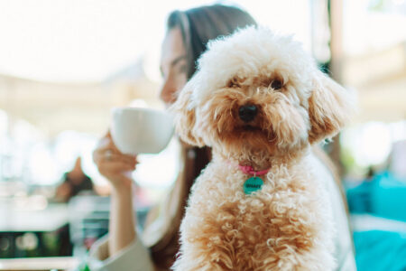 Liten fluffig hund på café