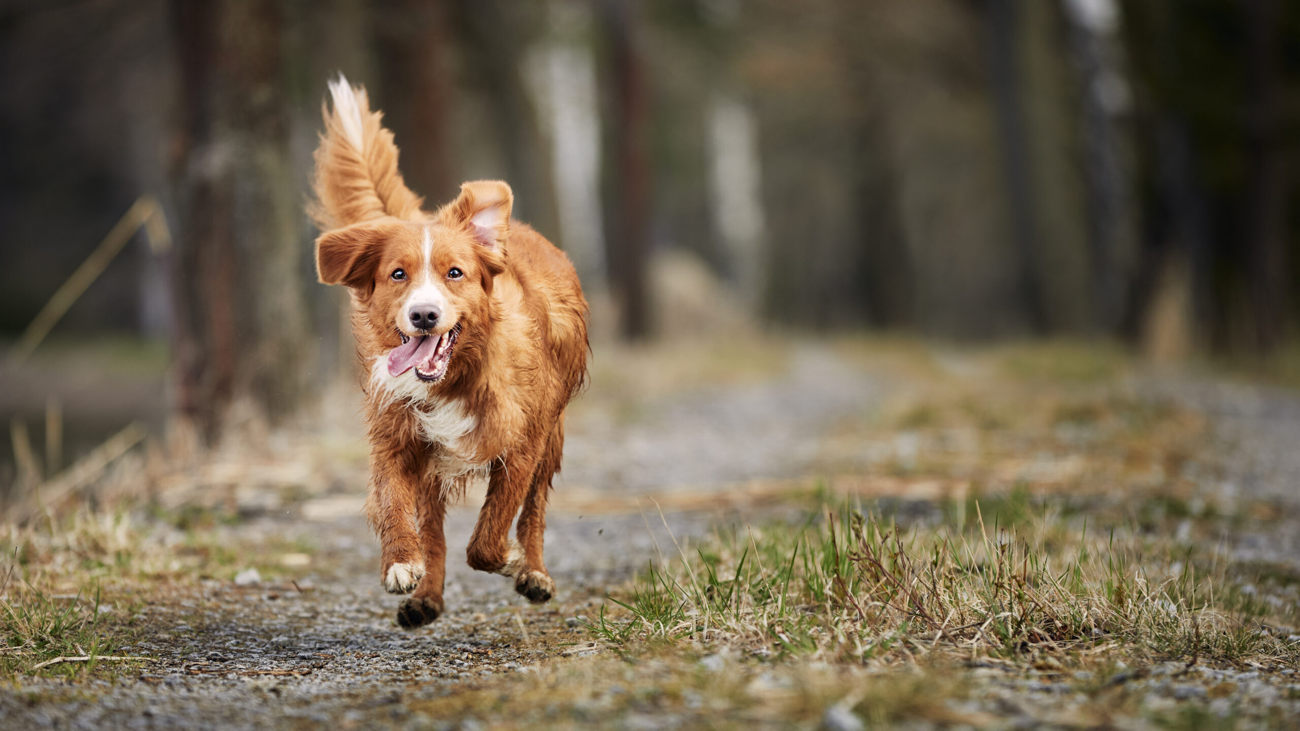 Framifrån på snabbt springande glad hund