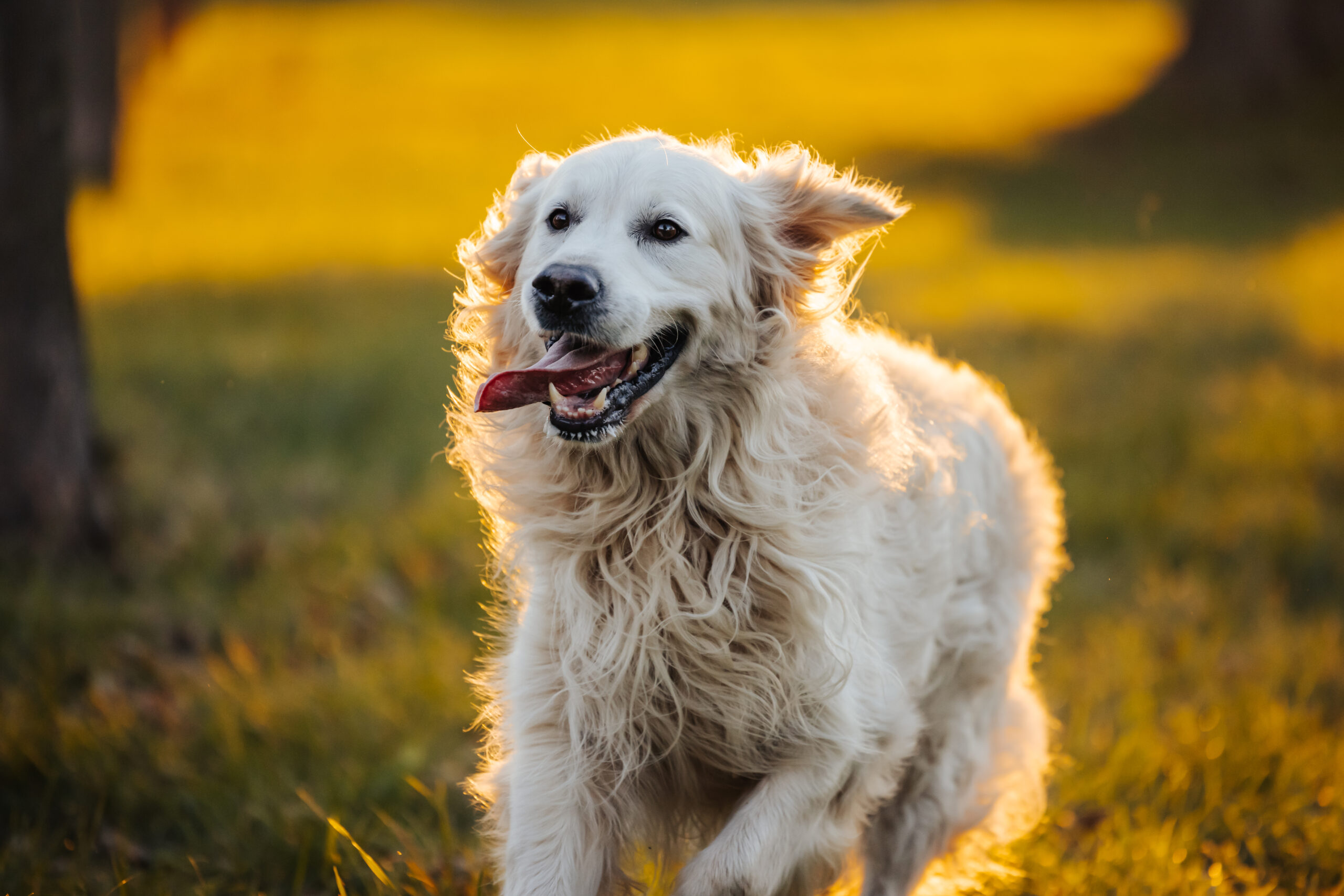 Golden Retriever springer lyckligt i park på hösten