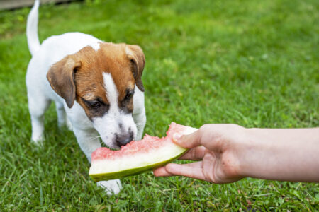 jack russel hund som nosar på en vattenmelon